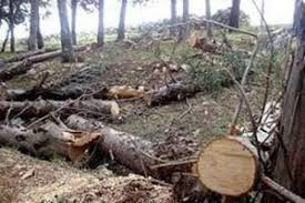 درختان حادثه ساز جهت کاهش میزان خسارت در زمان وقوع سیلاب قطع می‌شوند