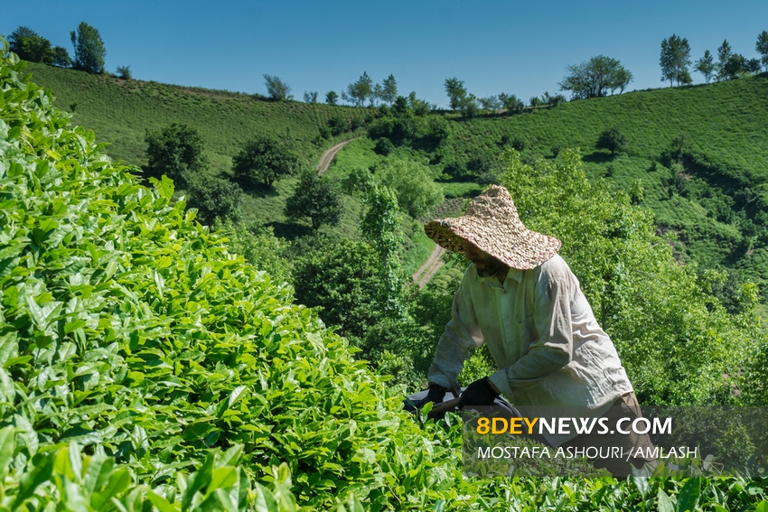 تاخیر در برداشت برگ سبز چای به علت وضعیت جوی شمال کشور