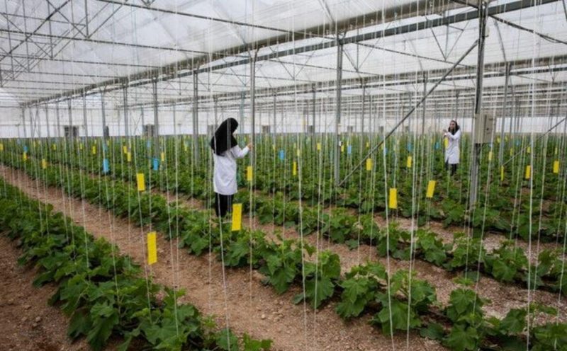 گیلان دارای رتبه سوم کشور در توسعه گلخانه ها است