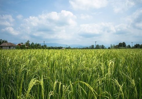 معرفی رقم جدید برنج ایرانی با نام آنام در گیلان