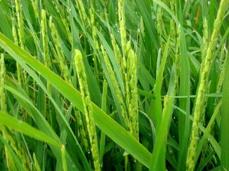 نخستین خوشه‌های برنج گیلان به بار نشست