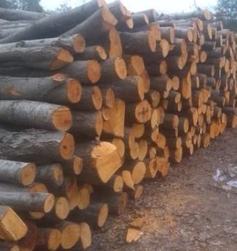 کشف ۵ تن چوب قاچاق در رشت/ فعالیت غیرقانونی قاچاقچیان چوب را گزارش دهید