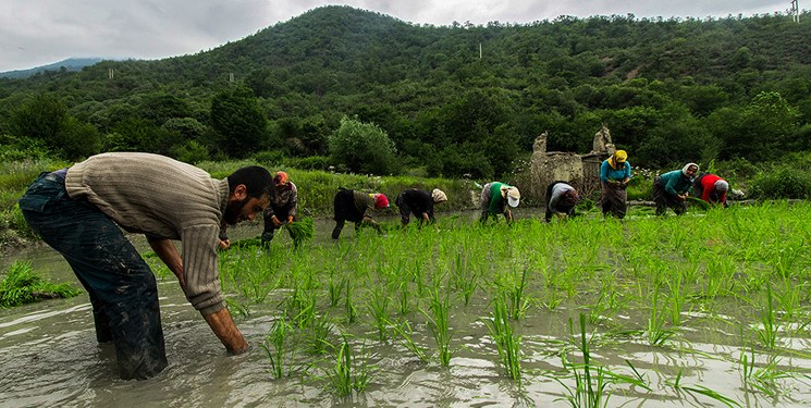 آغاز برداشت برنج از مردادماه در استان گیلان