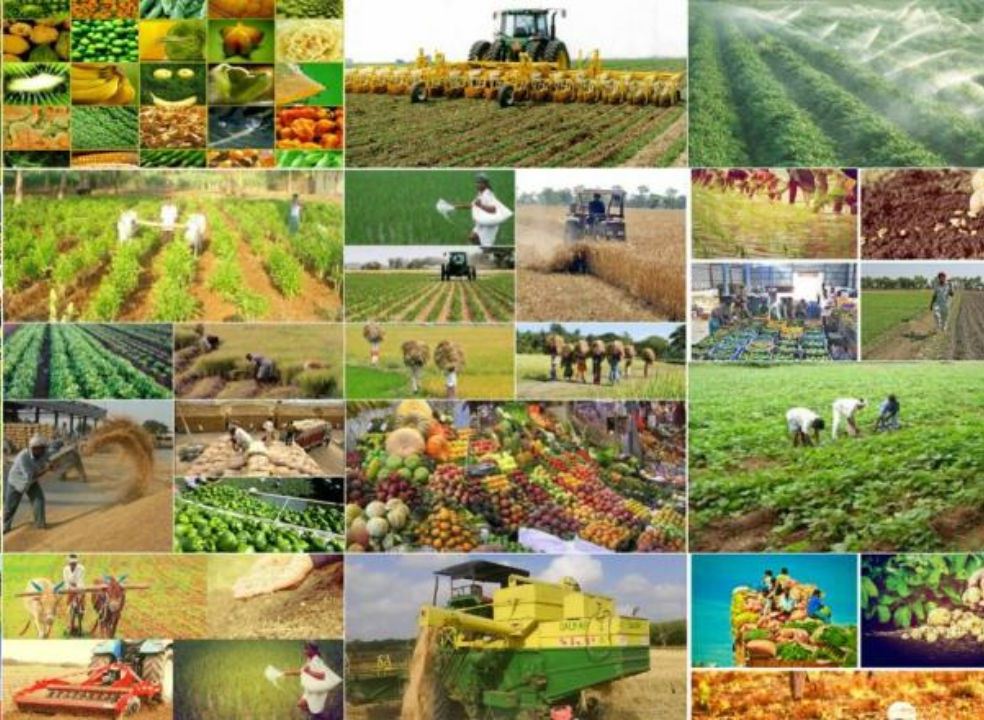 خرید افزون بر ۴۸ هزار تن محصولات کشاورزی در گیلان