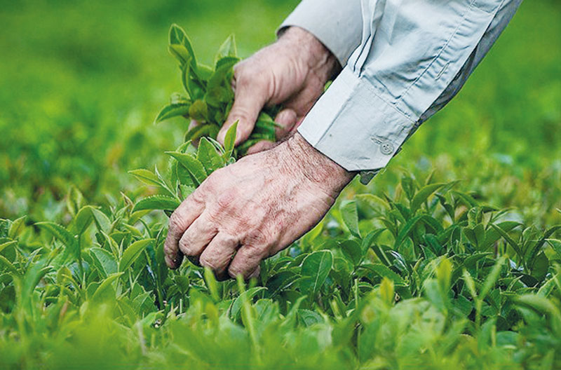افزایش ۲۰ درصدی خرید برگ سبز چای/ ۸۰ میلیارد تومان پرداخت شد