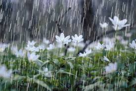 وزش باد شدید موقتی و رگبار باران در گیلان