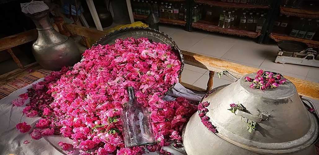 جشنواره گل محمدی و گلاب گیری در شفت برگزار می شود