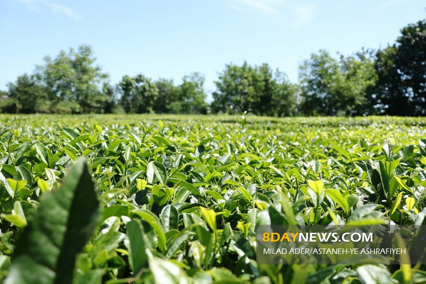 برداشت بیش از ۵۰ هزار تن برگ سبز چای از باغ‌های چای شمال کشور/ کیفیت تولید چای خشک به ۱۶۰رسید