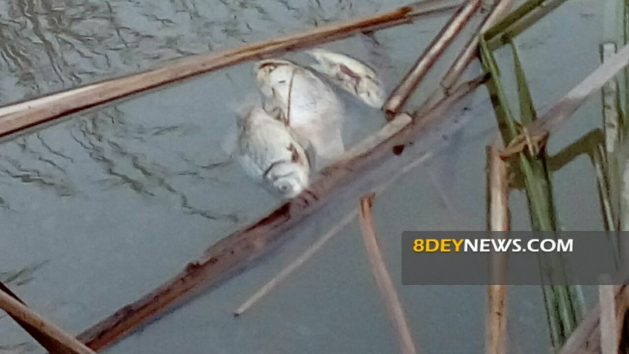 مرگ نامعلوم ماهی های رودخانه گنجه رودبار + تصاویر و فیلم