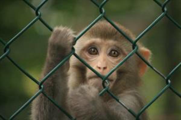 دومین میمون‌ رها شده در جنگل‌های سیاهکل زنده گیری شد/ جستجو برای یافتن سومین میمون ادامه دارد