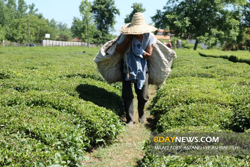 خرید بیش از ۶۰ هزارتن برگ سبز چای/ تولید ۱۴ هزار تن چای خشک با کیفیت