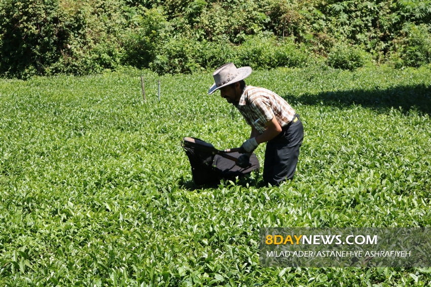 تولید برگ سبز چای در گیلان افزایش داشت
