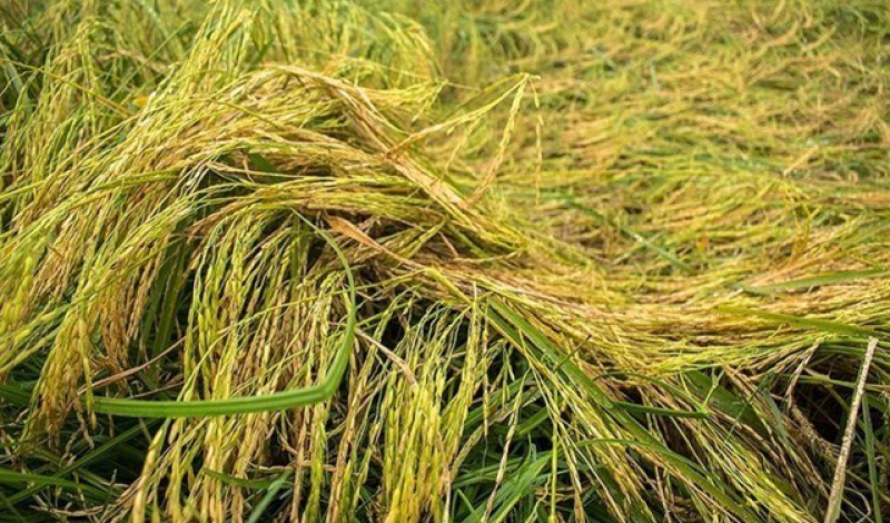 ۱۰ درصد از شالیزار‌های گیلان دچار خوابیدگی ساقه‌های برنج شده است