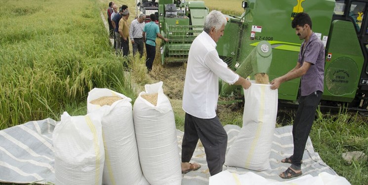 نیاز به شفاف سازی از سوی دولت درباره “ممنوعیت و لغو ممنوعیت” واردات برنج