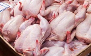 ماهانه بیش از ۱۳ هزار تن گوشت مرغ در گیلان تولید می شود