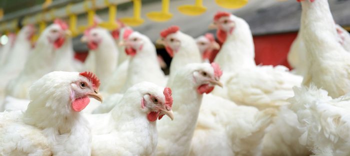 قیمت مرغ تا نیمه شهریور تغییر نمی کند/ واردات تنها ضربه مهلک به صنعت طیور گوشتی