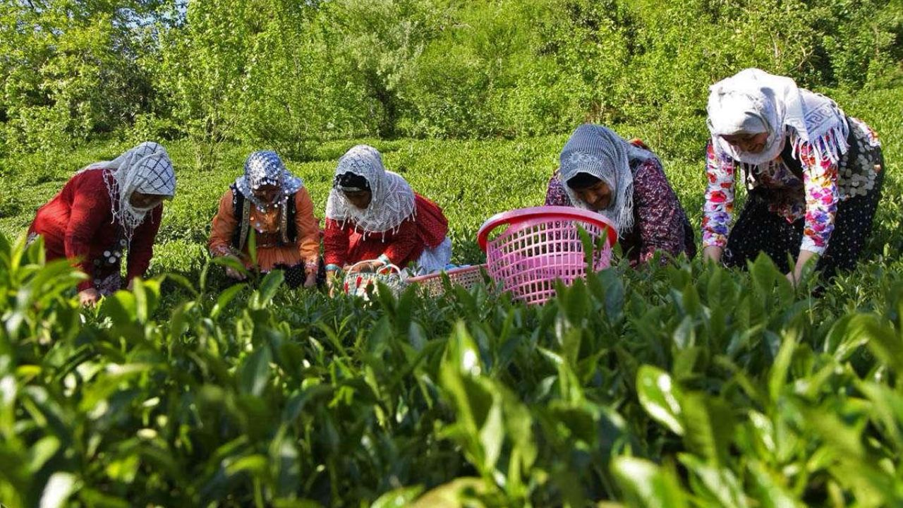 زمان پایان خرید تضمینی برگ سبز چای از چایکاران اعلام شد
