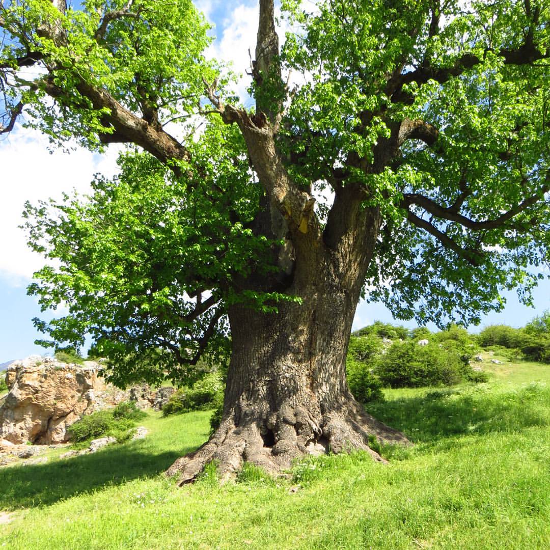 درخت هزار ساله کوف درفک، در فهرست آثار طبیعی ملی ایران قرار گرفت