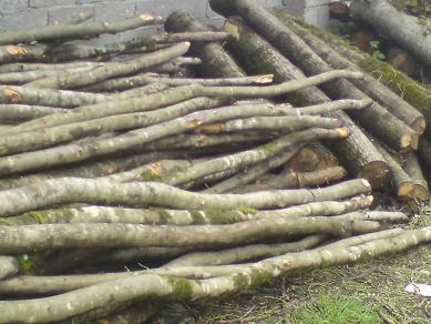 ۱۰ تن چوب قاچاق در رودبار کشف شد