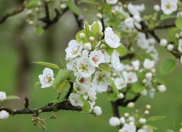 درختان در ” لولمان ” رشت شکوفه دادند + تصاویر