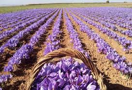 برداشت گل‌های شفا دهنده در گیلان آغاز شد/ توزیع پیاز زعفران بصورت رایگان در جهاد کشاورزی شهرستان‌ها