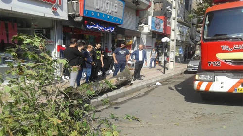 یک اصله درخت در خیابان فلسطین رشت سقوط کرد