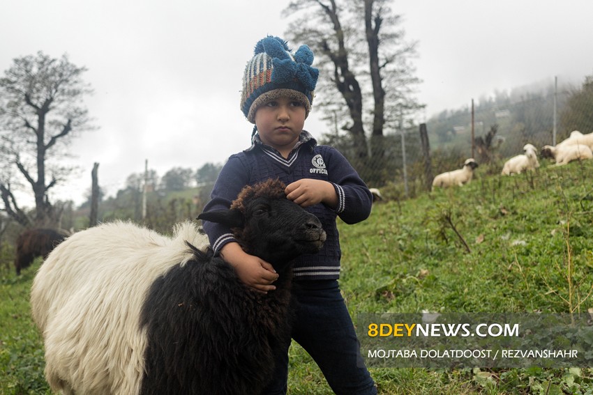 پشم چینی گوسفندان در ییلاقات رضوانشهر + تصاویر