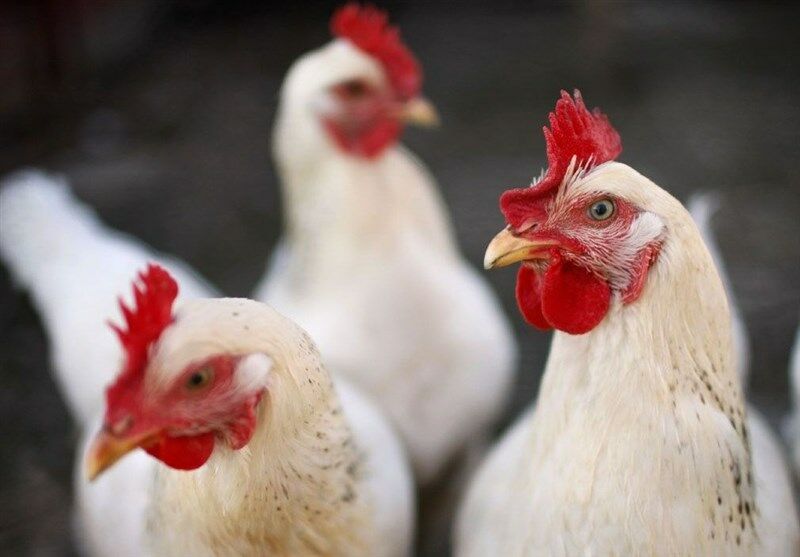 گیلان؛ از استان‌های مهم در تأمین مرغ بازار بزرگ تهران/ هیچ مشکلی در حوزه تولید مرغ در گیلان وجود ندارد