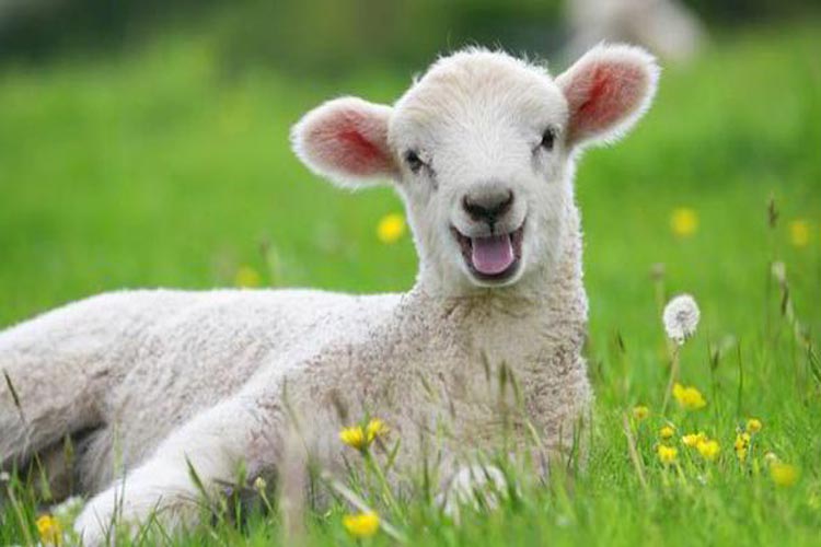 جاسازی ۱۳ گوسفند در سمند+عکس