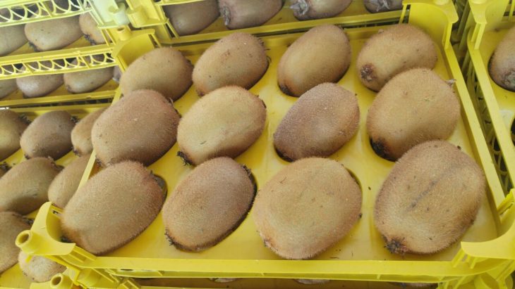 صادرات ۲ هزار تن کیوی از گیلان