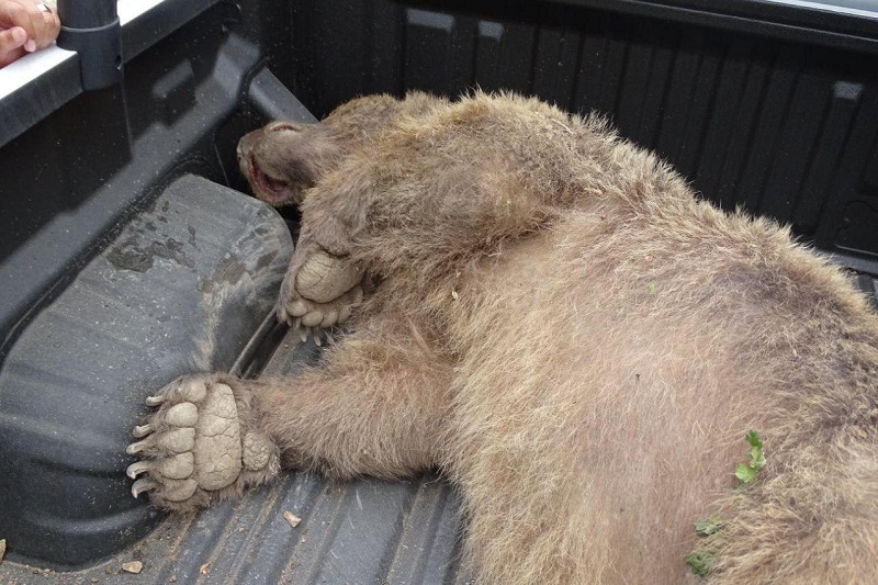 یک خرس کشته شده در جنگل های چیچال خورگام مشاهده شد