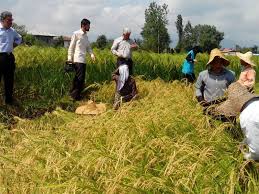 ایران در تولید برنج خودکفا شد/ افزایش ۴۲ درصدی تولید