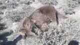 کشتن خرس قهوه ای در اردبیل