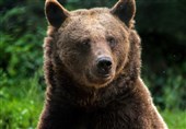 شکارچی خرس قهوه‌ای گیلان دستگیر شد