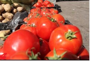 “گوجه” در عمده فروشی‌ها ۹ هزار تومان+ جدول