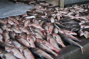 کشف بیش از ۸ تن ماهی غیربهداشتی در آستارا