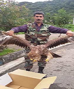 رها سازی یک بهله عقاب شاهی نابالغ در شهرستان لنگرود