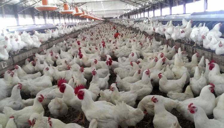 افزایش ۳۰درصدی نرخ محصولات مرغداری ها