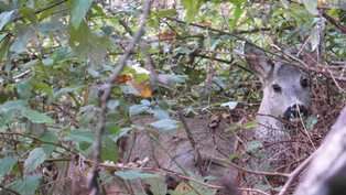 رها سازی یک راس شوکا در جنگل‌های سیاهکل