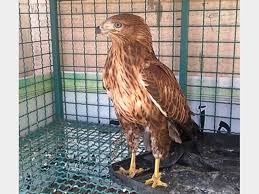 پرنده شکاری اسیر در یکی از زیستگاه های آستانه اشرفیه رها سازی شد