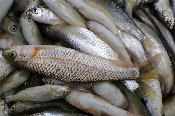 نخستین جلسه صید ماهی از رودخانه سفید رود برگزار شد