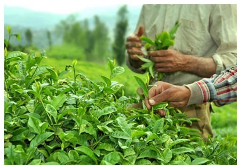 اعلام مهلت پرداخت تسهیلات به زراعی باغ‌های چای