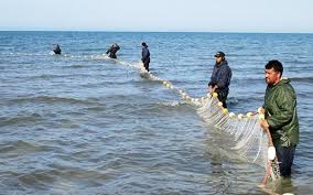 بیش از ۸۰۰ تن ماهیان استخوانی از دریای خزر صید شد