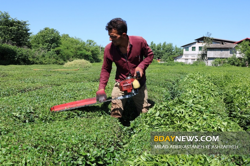 ۸۰ درصد اقتصاد روستاییان گیلان تنها وابسته به صنعت چای است