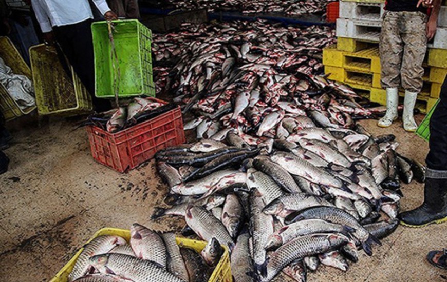 بیش از یک تن ماهی فاقد مجوز در آستارا کشف شد