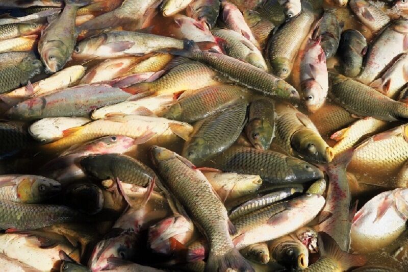 تولید ماهی گرمابی در آستارا ۲۵ درصد افزایش یافت