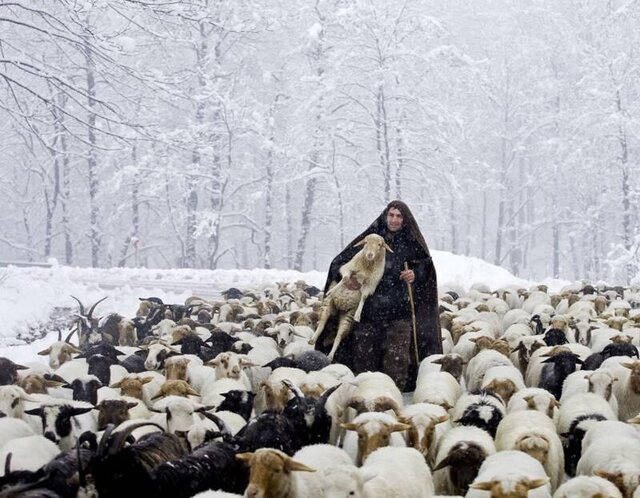 رفع گرفتاری چوپان آستانه ای و ۵۰۰ گوسفندش در برف