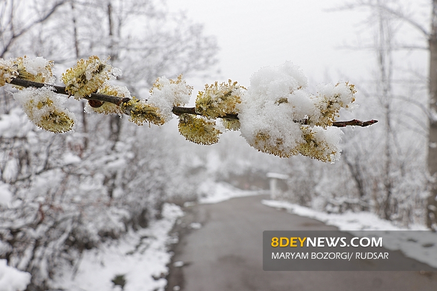 گزارش تصویری/ بارش برف بهاری در ارتفاعات رودسر