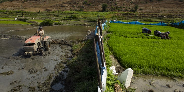نشاء مکانیزه ۶۲ درصد شالیزارهای گیلان/لزوم رعایت پروتکل‌های بهداشتی در کاشت برنج