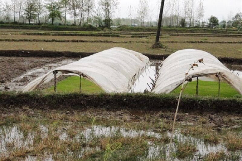 شالیکاران آستارا مراقب سرمازدگی خزانه‌های برنج باشند